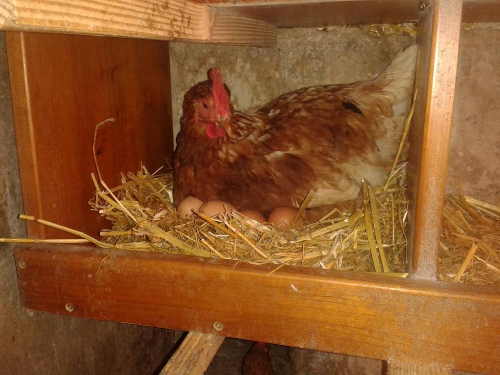 Appartement Reitlhof, Bio Berg Bauernhof Krispl Cameră foto